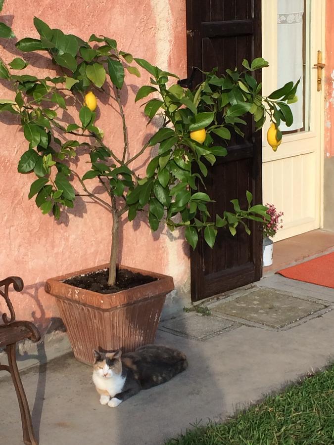 منزل الضيف فورلي  في Agriturismo Il Pettirosso المظهر الخارجي الصورة